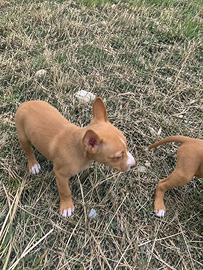Cani caccia