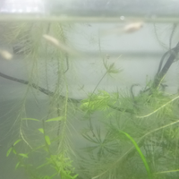 Guppy poecilla