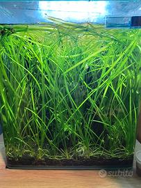 Vallisneria