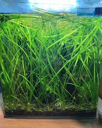 Vallisneria