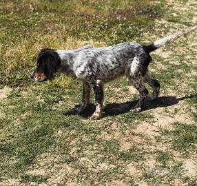 Setter Inglese