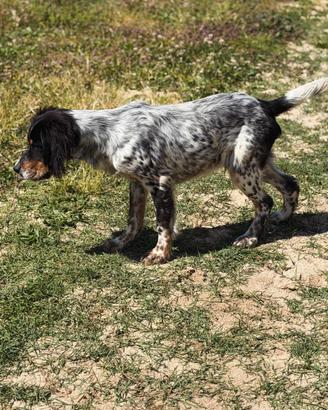 Setter Inglese