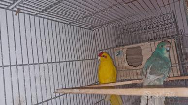 Kakariki