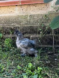 Moroseta blu coppie