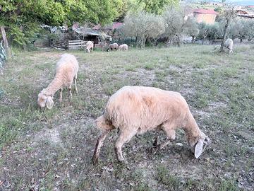 3 pecore