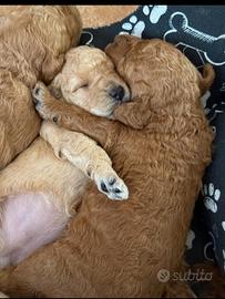 Barboncini toy e mini toy