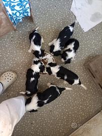 Cavalier king cuccioli