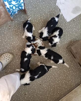 Cavalier king cuccioli