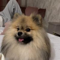 Femmina di Pomerania con pedigree per accoppiarsi