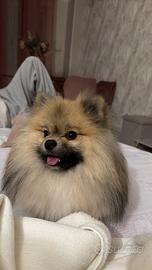 Femmina di Pomerania con pedigree per accoppiarsi