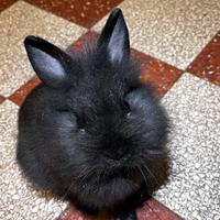 Coniglia testa di leone - sterilizzata