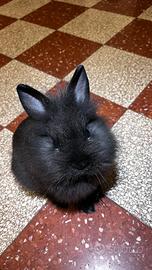 Coniglia testa di leone - sterilizzata