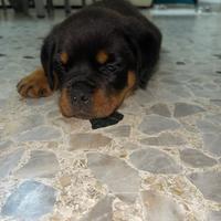 Cane rottweiler cucciolo
