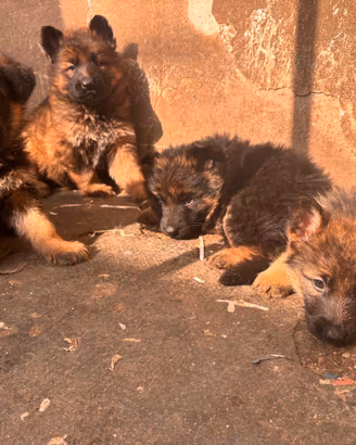 Cuccioli Pastore Tedesco