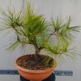 pino rosso giapponese pre bonsai 