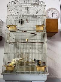 Pappagalli Calopsite