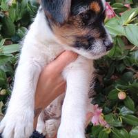 Cucciola di Jack Russell