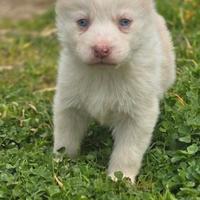Siberian husky colorazione white