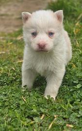 Siberian husky colorazione white