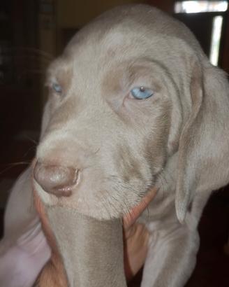 Weimaraner