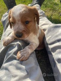 Cucciolo di Breton con Pedigree