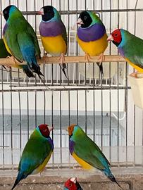 Diamanti di gould