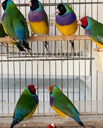 Diamanti di gould