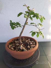 Bonsai di Biancospino con fioritura – elegante e n