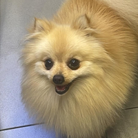 Spitz di Pomerania nano