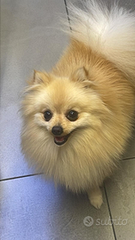 Spitz di Pomerania nano