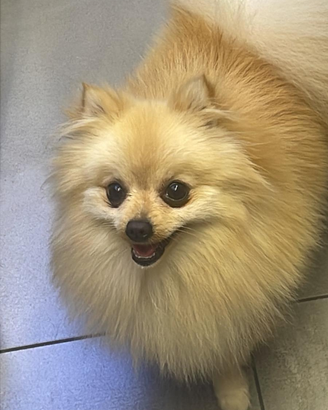 Spitz di Pomerania nano