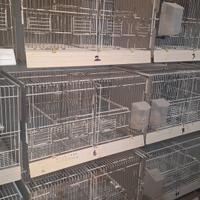 batteria gabbie domus molinari