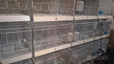 batteria gabbie domus molinari