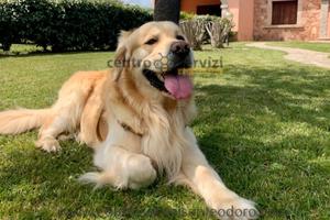 San Teodoro Villette Pet-Friendly da 2 a 10 Pax