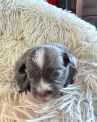 Cuccioli chihuahua Toy