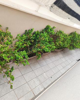 piante da giardino 