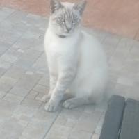 Gattino color siamese