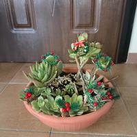 Composizione piante grasse 