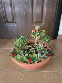 Composizione piante grasse 