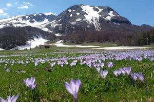 Appartamento campitello matese
