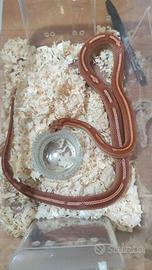 Serpente del grano