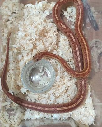 Serpente del grano