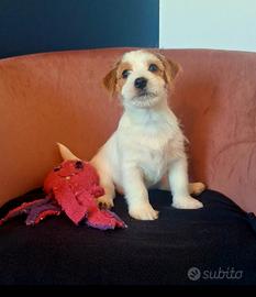 Jack Russell Pedigree cucciolo