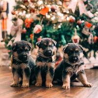 Cuccioli di pastore tedesco per Natale