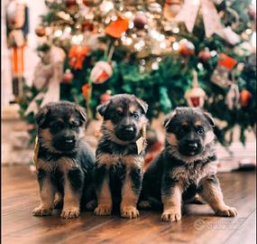 Cuccioli di pastore tedesco per Natale