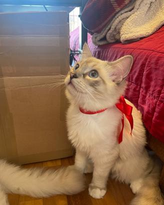 Gatto ragdoll