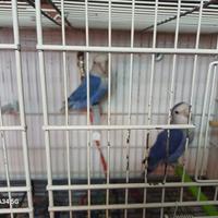 Cocorite e coppie di inseparabili più gabbia cova