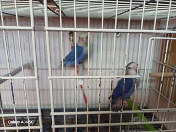 Cocorite e coppie di inseparabili più gabbia cova