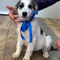 Cavatello cucciolo maschio taglia medio grande