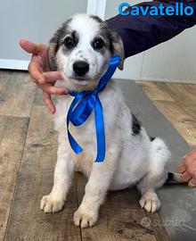 Cavatello cucciolo maschio taglia medio grande